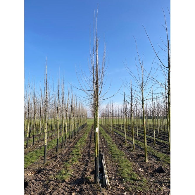 Alm - Ulmus &