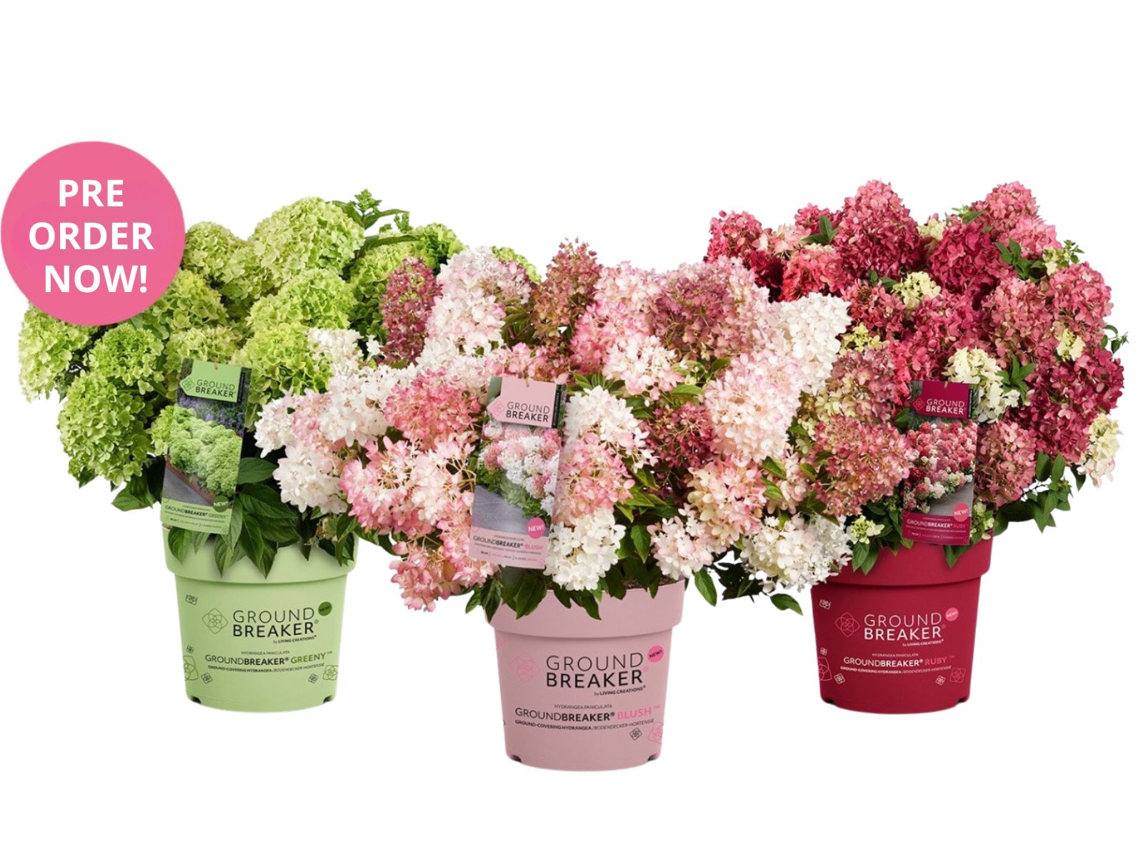 Hortensia pan. &