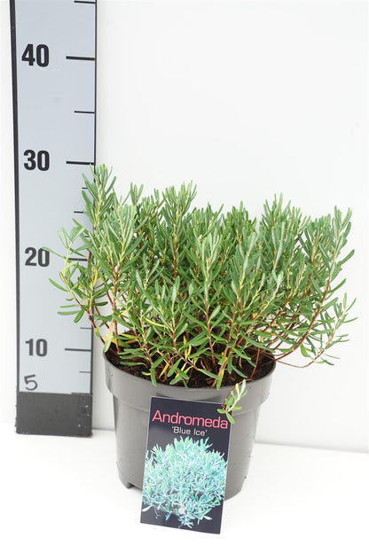 Andromeda polifolia &
