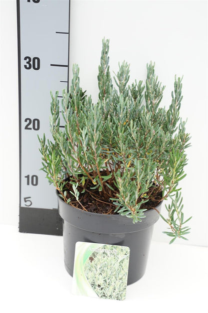 Andromeda polifolia &