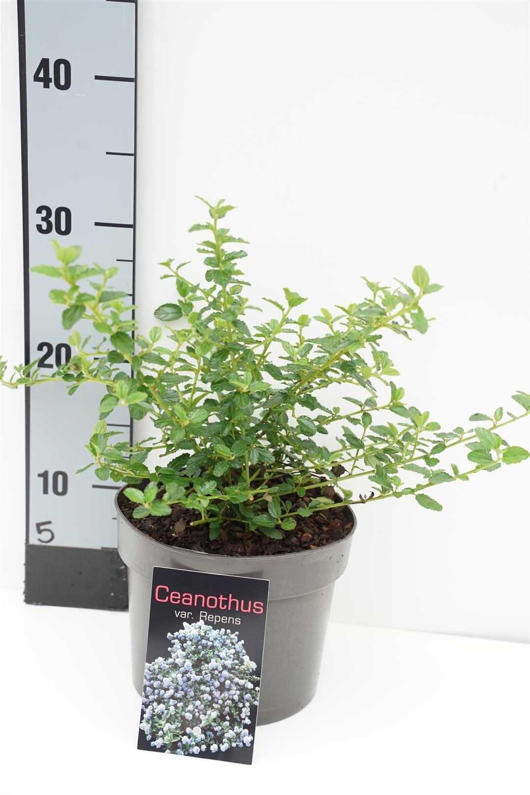 Säckbuske thyrs. repens - C2/P17 20-25 CM