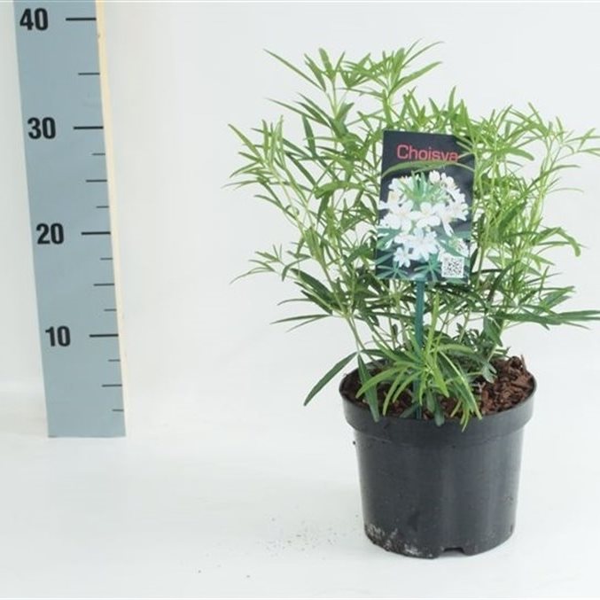 Doftapelsin &