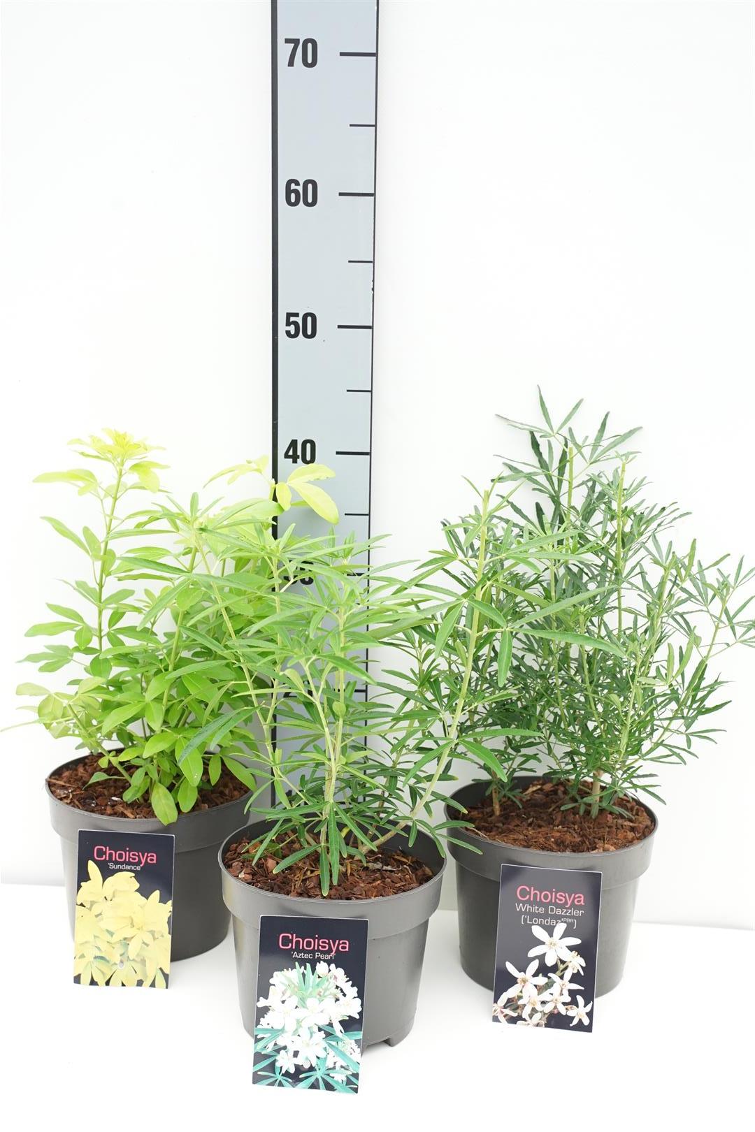 Doftapelsin in cultivars - C2/P17 20-25 CM