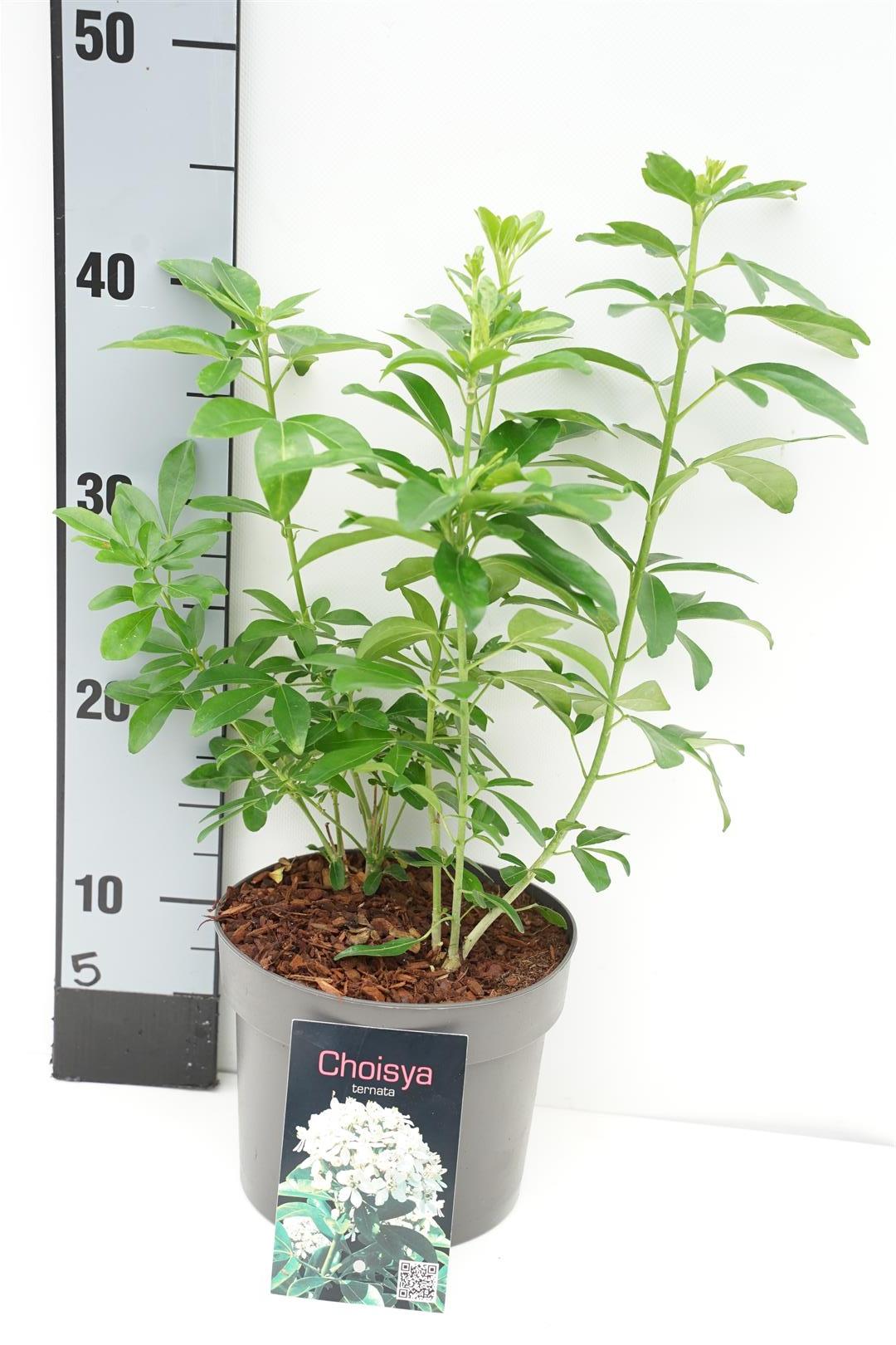 Doftapelsin ternata - C2/P17 20-25 CM