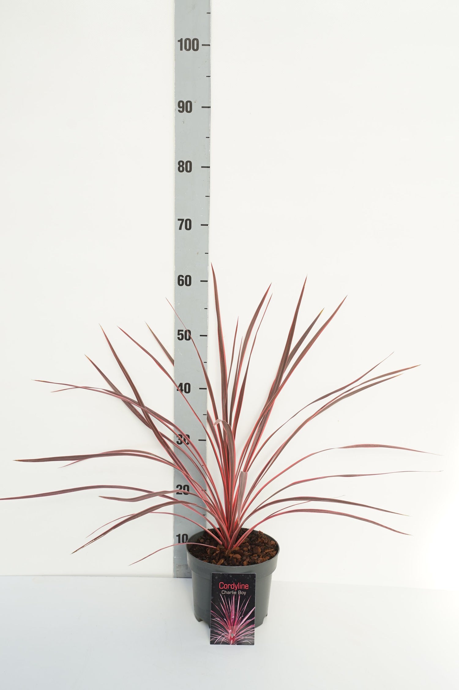 Cordyline australis &