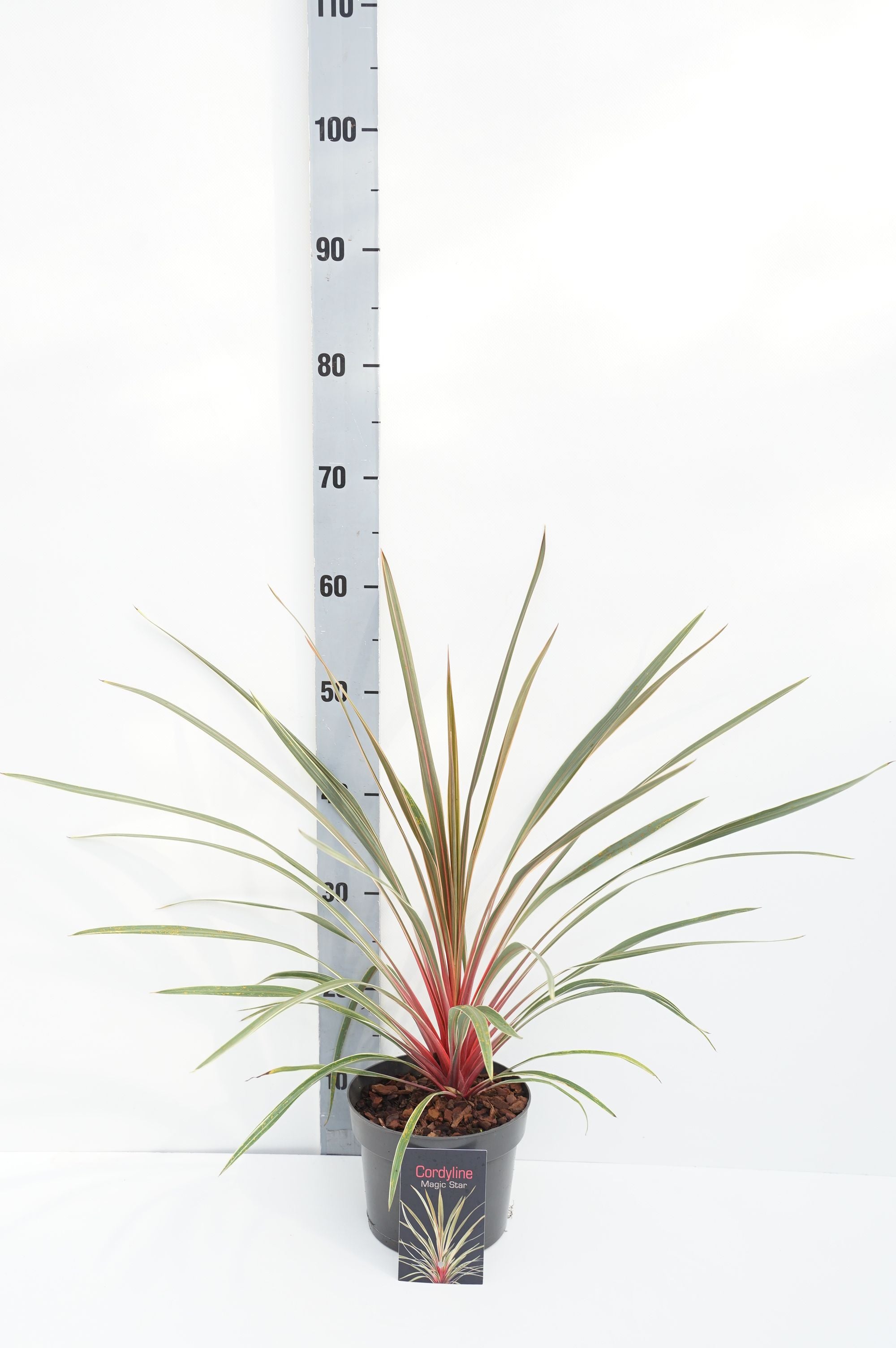 Cordyline australis &