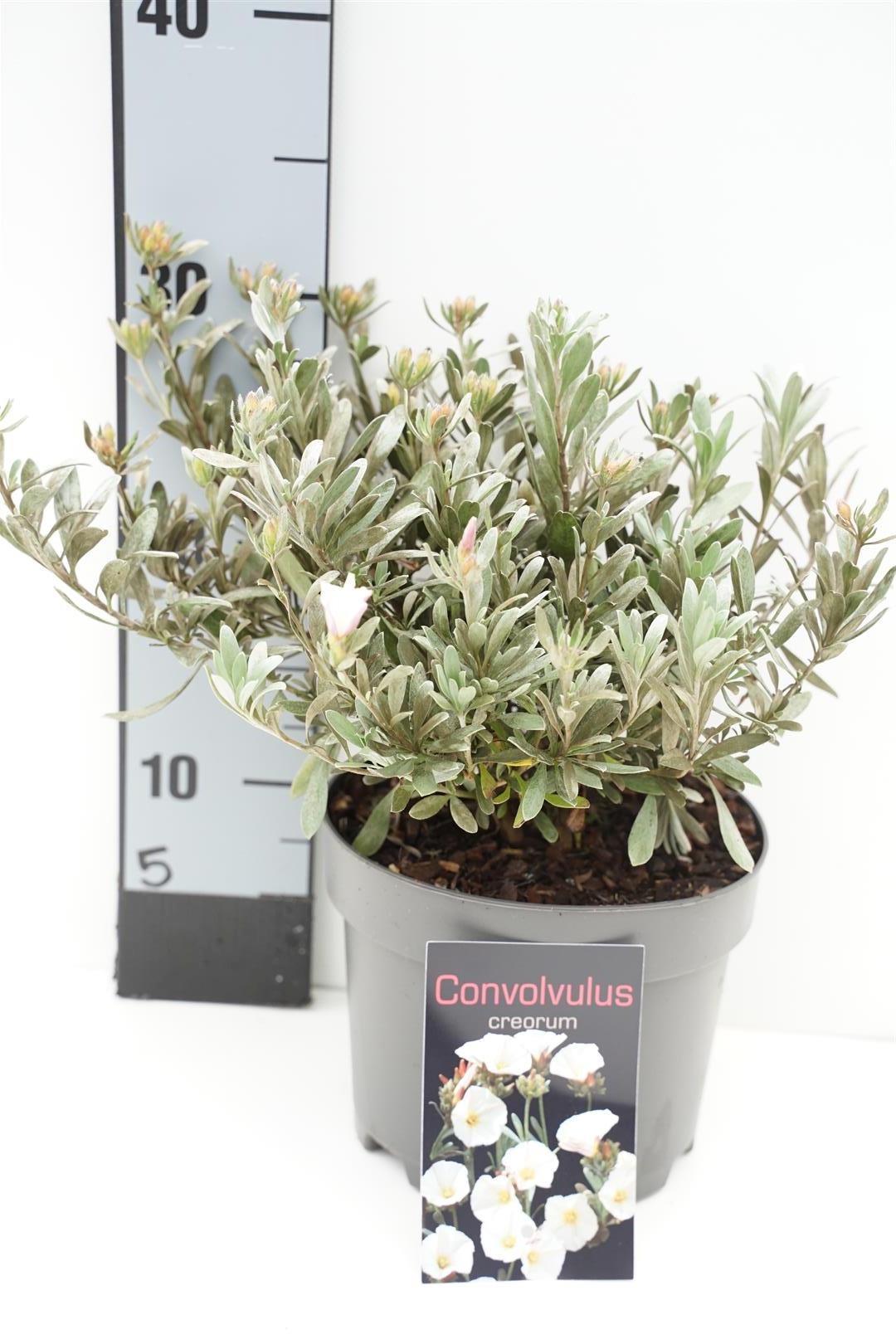 Convolvulus cneorum C2 (2 liters kruka) / 17 cm kruka 20-25 cm