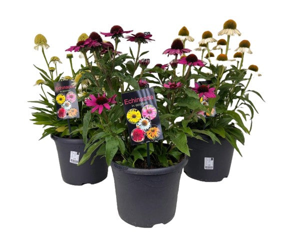 Solhatt in cultivars - C5/P23 30-40 CM