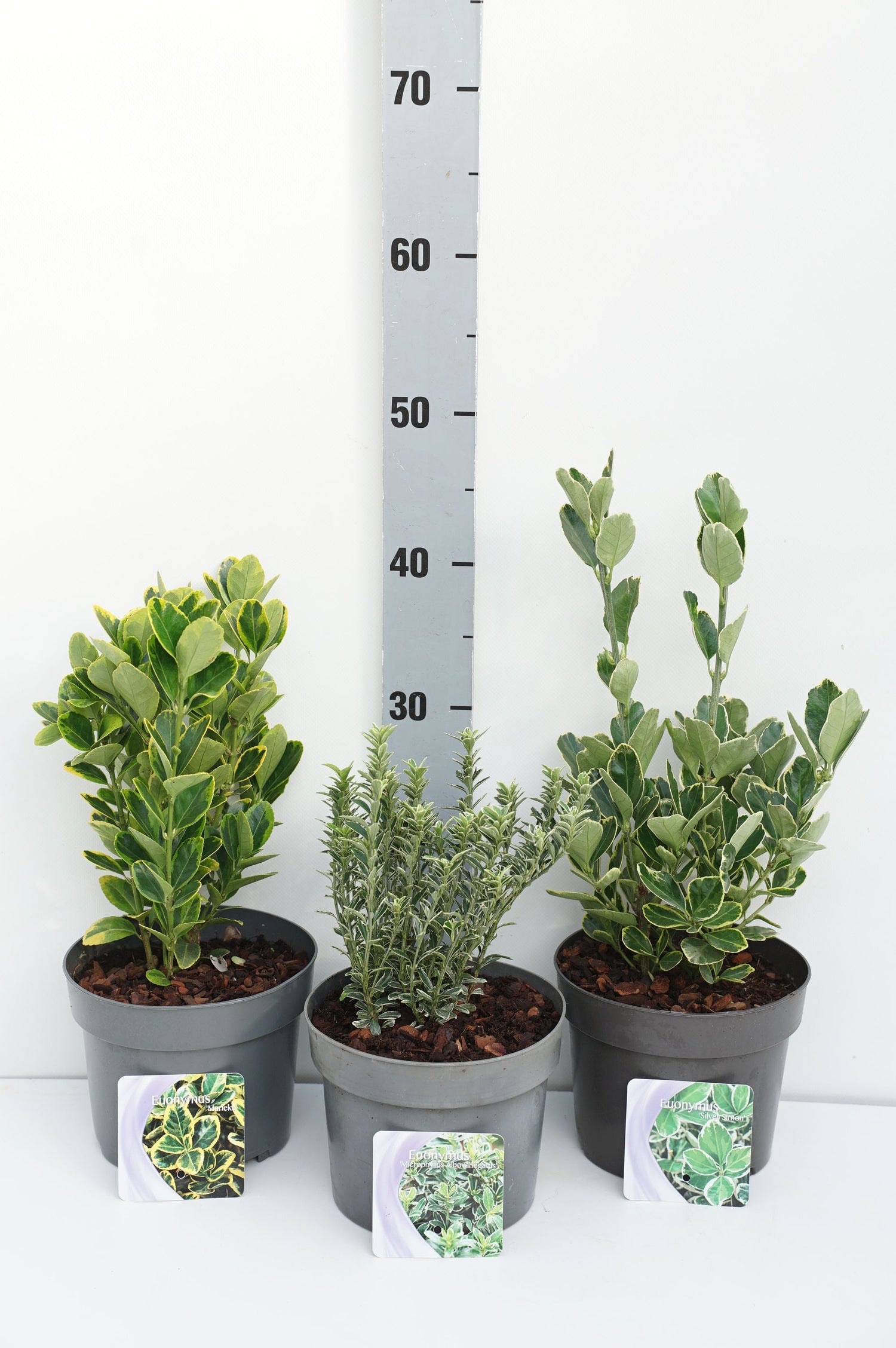 Benved jap. in cultivars - C2/P17 20/+ CM