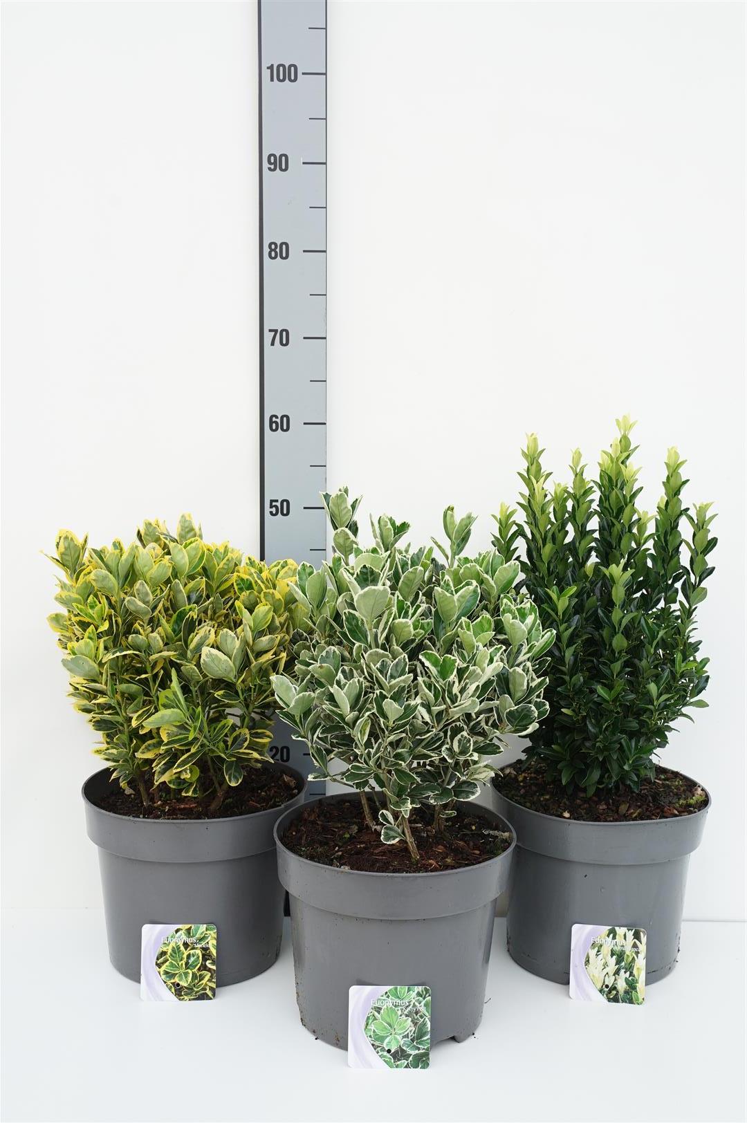Benved jap. in cultivars - C7,5/P26 30-35 CM