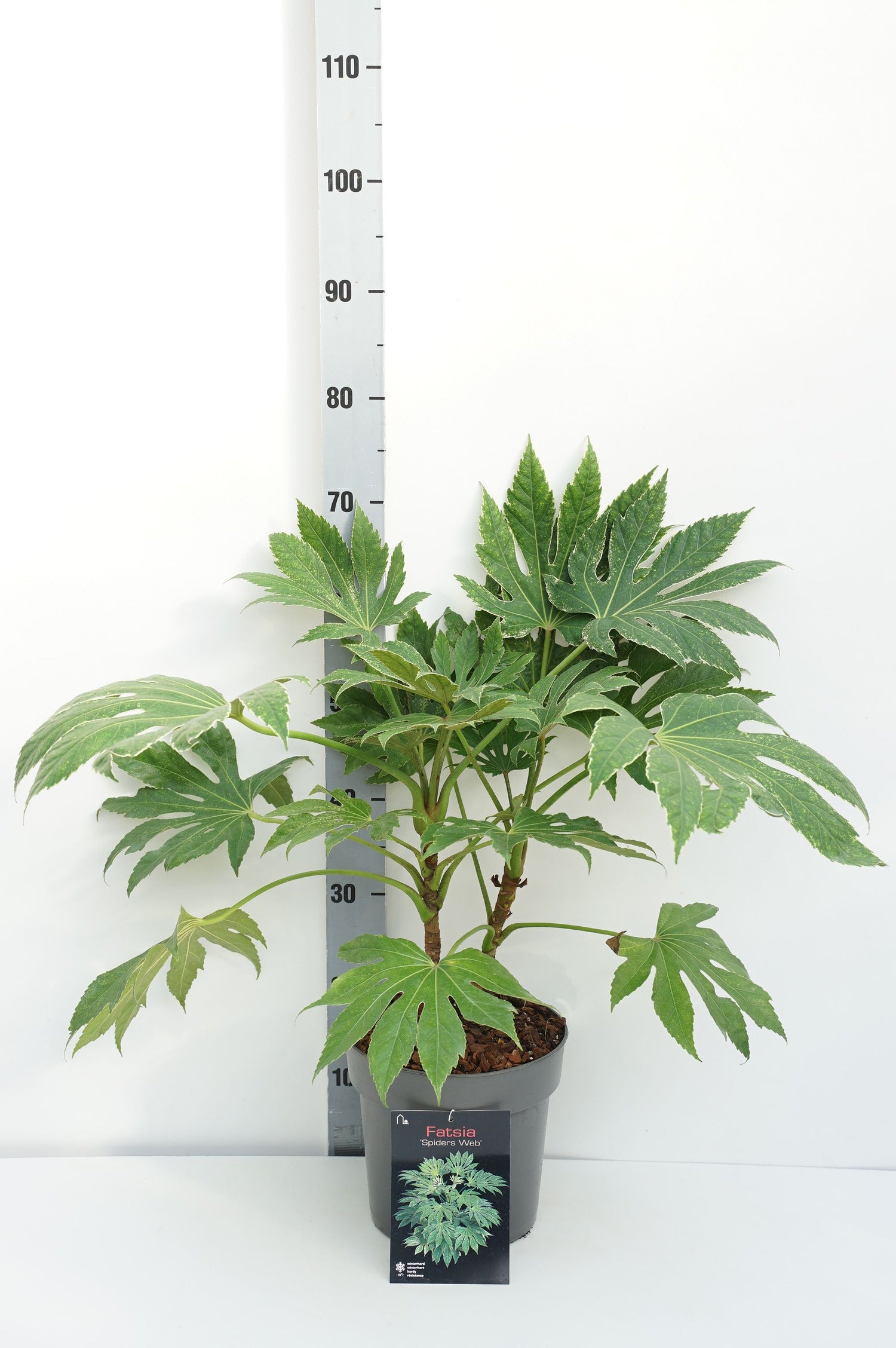 Fatsia jap. &