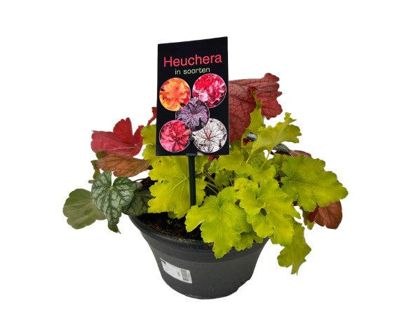 Alunrot in cultivars - C5/P23 20-25 CM