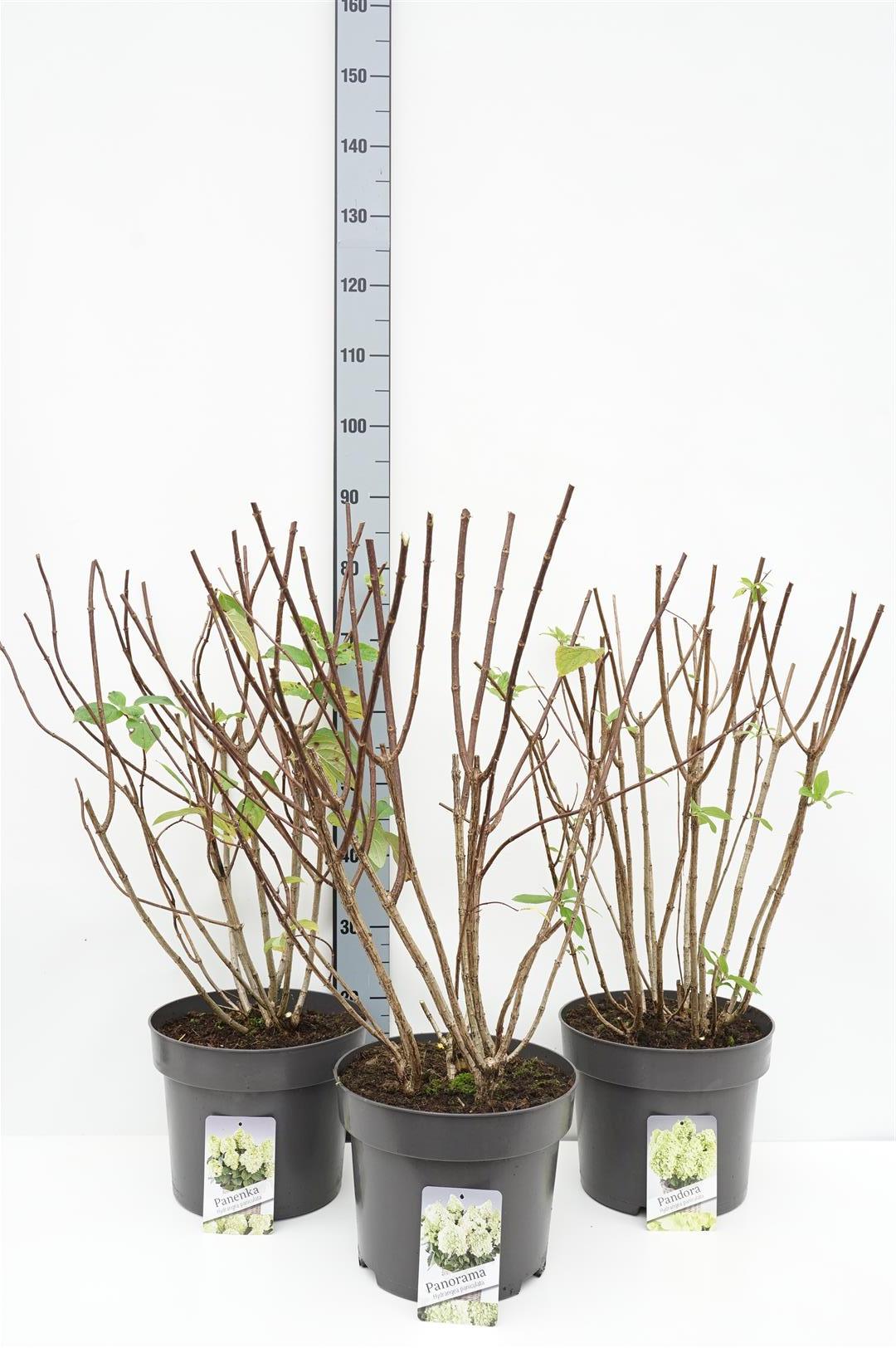 Hortensia pan. in cultivars - C10 80-100 CM