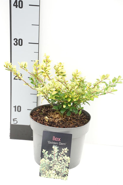 Ilex cren. &