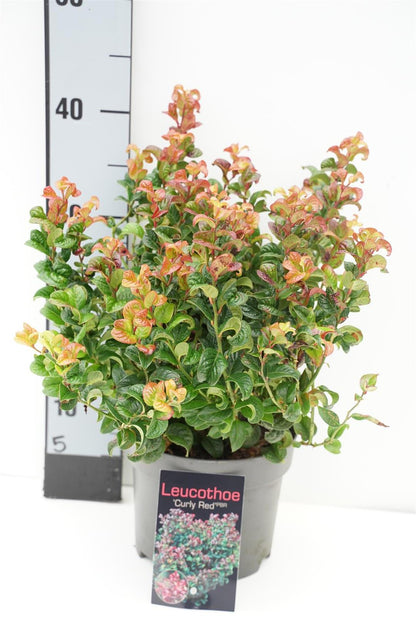 Leucothoe axil. &