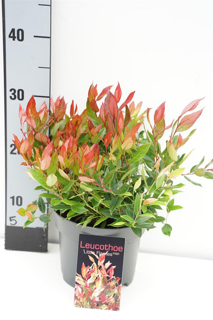 Leucothoe axil. &