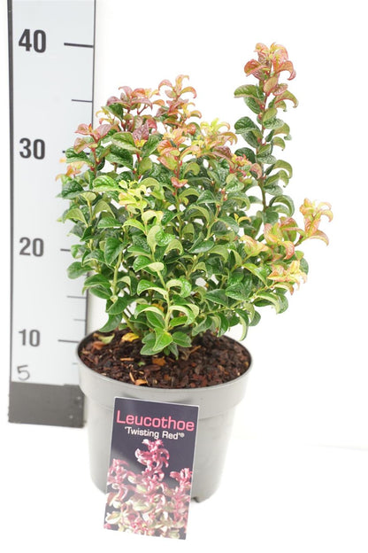 Leucothoe axillaris &