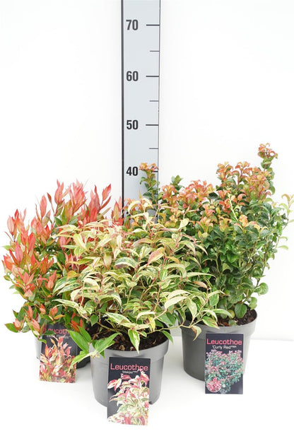 Leucothoe i sorter C2 (2 liters kruka / 17 cm kruka) 20-25 cm