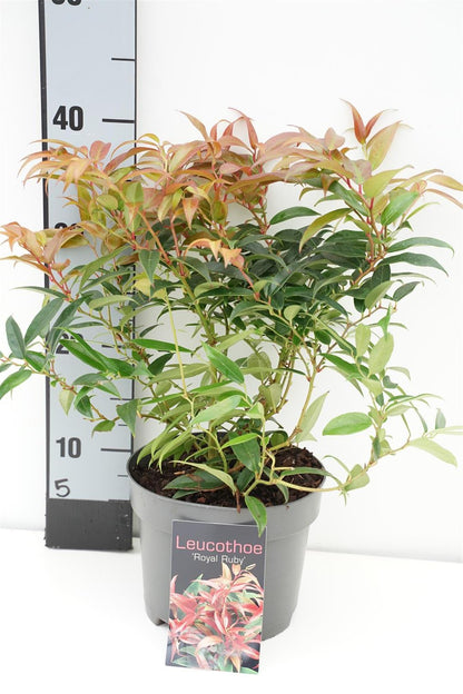 Leucothoe keiskei &