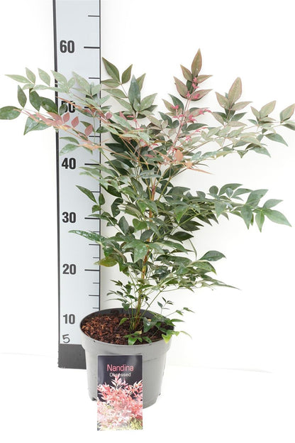 Nandina domestica &
