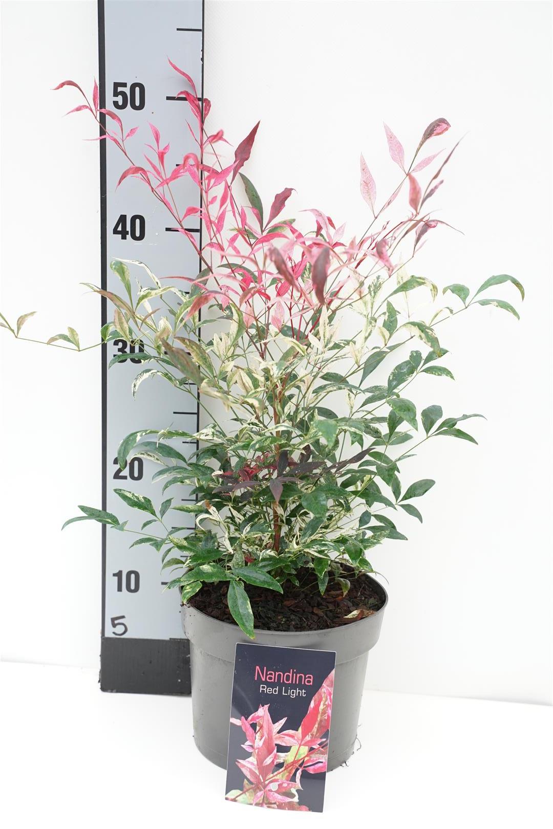 Nandina domestica &