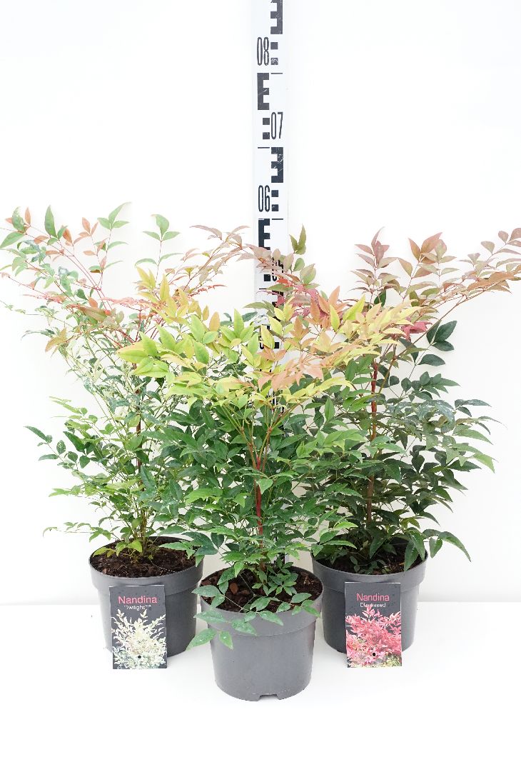 Himmelsbambu in cultivars - C2/P17 20/+ CM