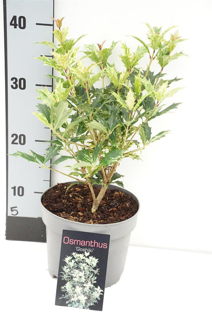 Osmanthus heter. &