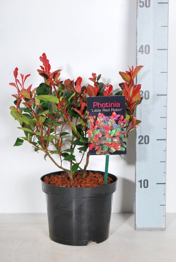 Glansmispel fraseri &