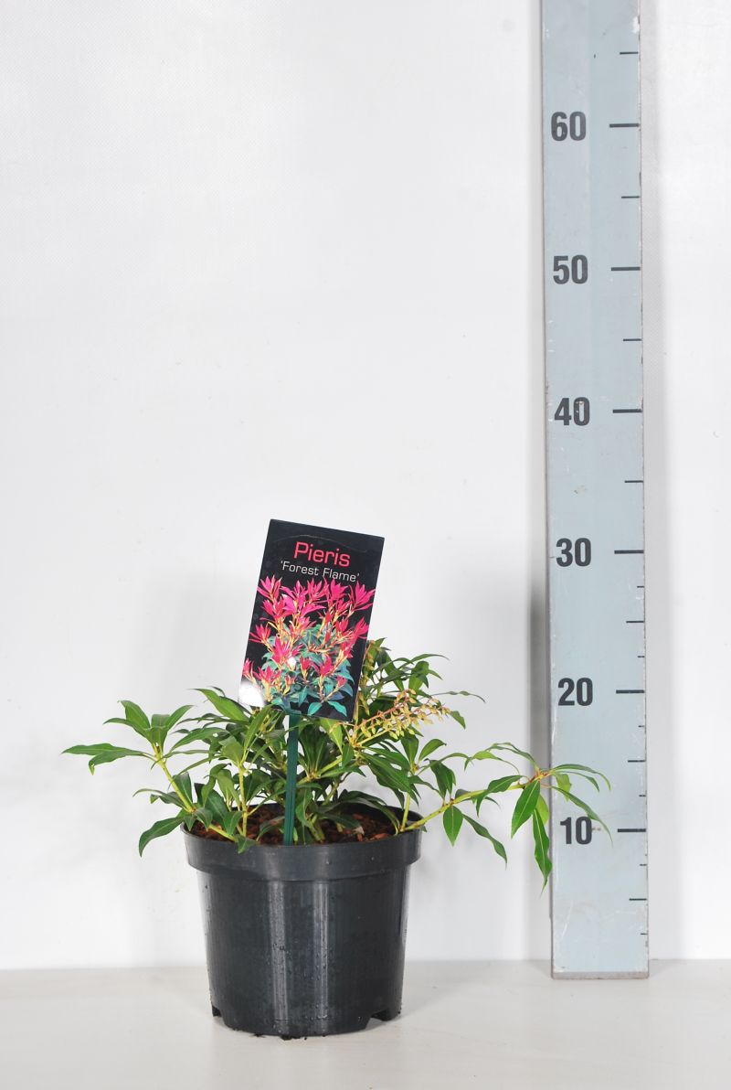 Pieris &