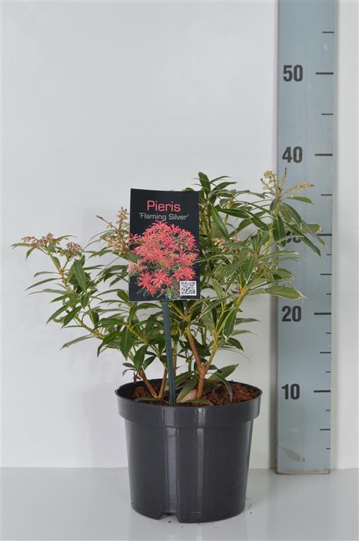 Pieris &