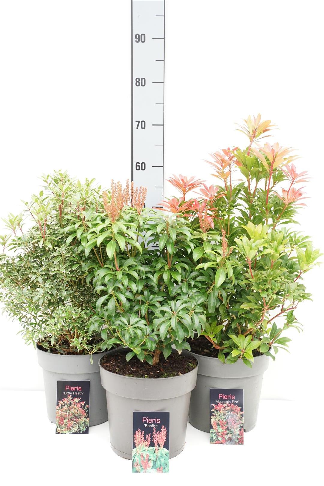 Pieris i sorter C2 (2 liters kruka) 20-25 cm
