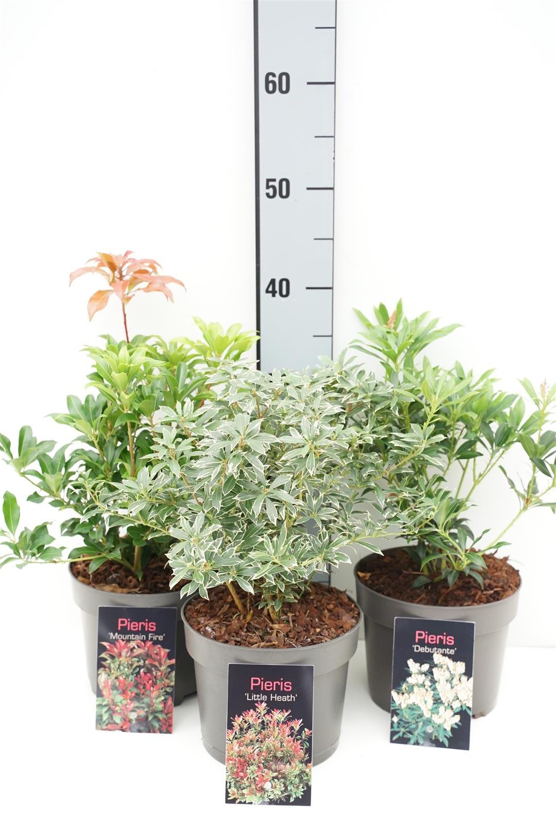 Pieris in cultivars - C2/P17 20/+ CM