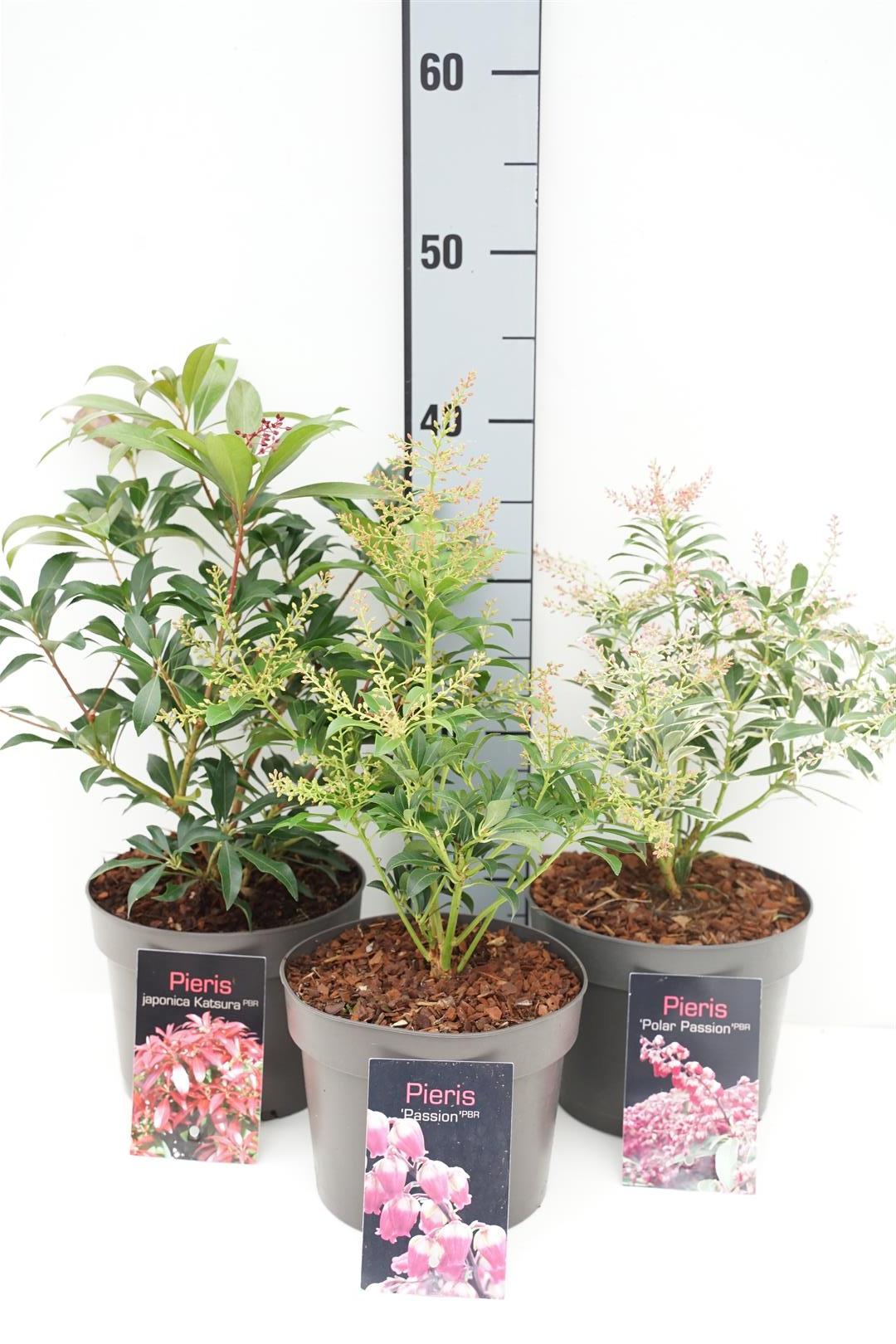 Pieris in cultivars - C2/P17 25/+ CM