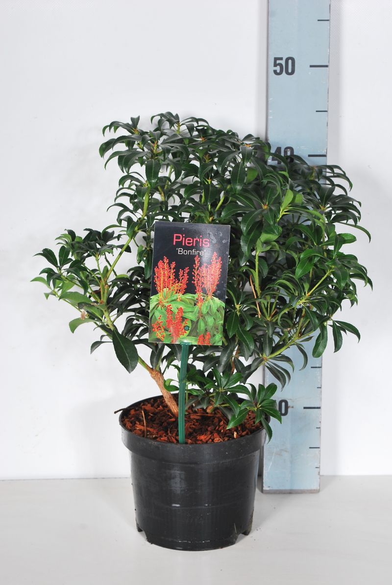 Pieris japonica &