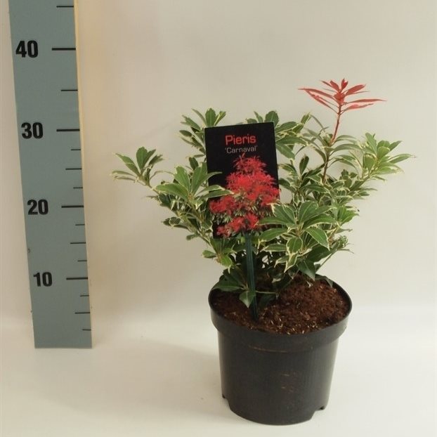 Pieris jap. &