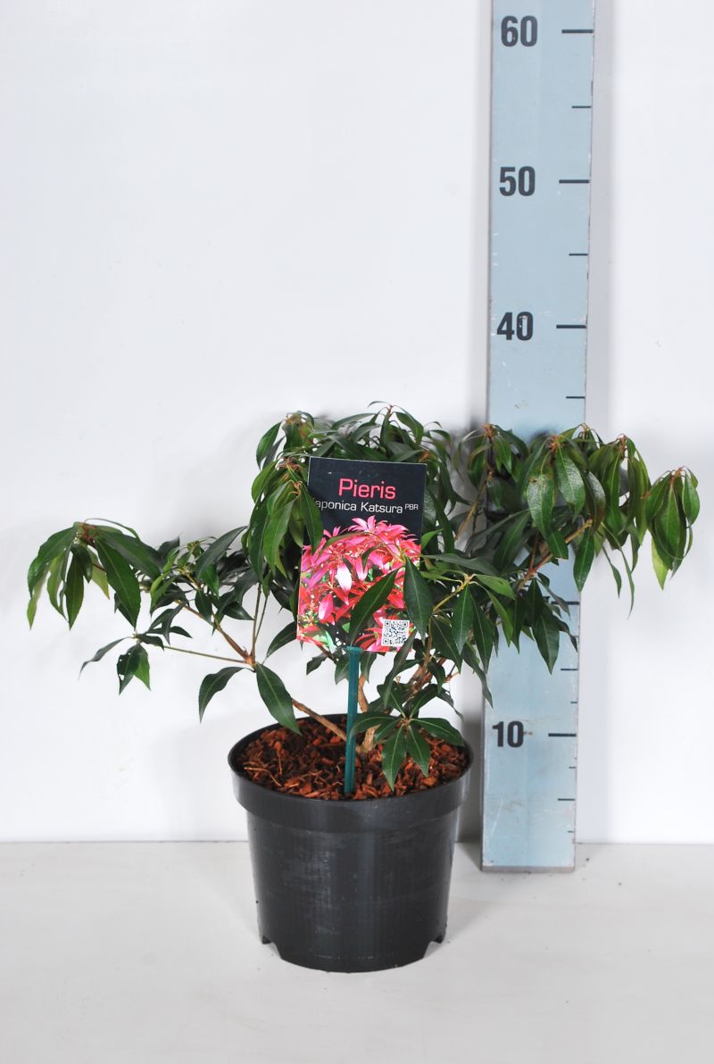 Pieris japonica &