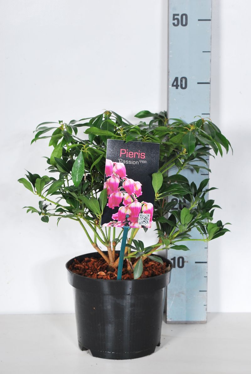 Pieris jap. &
