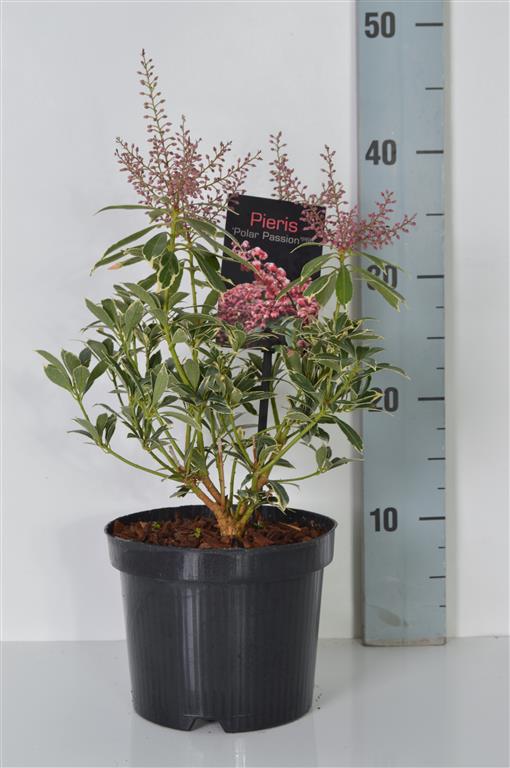 Pieris japonica &