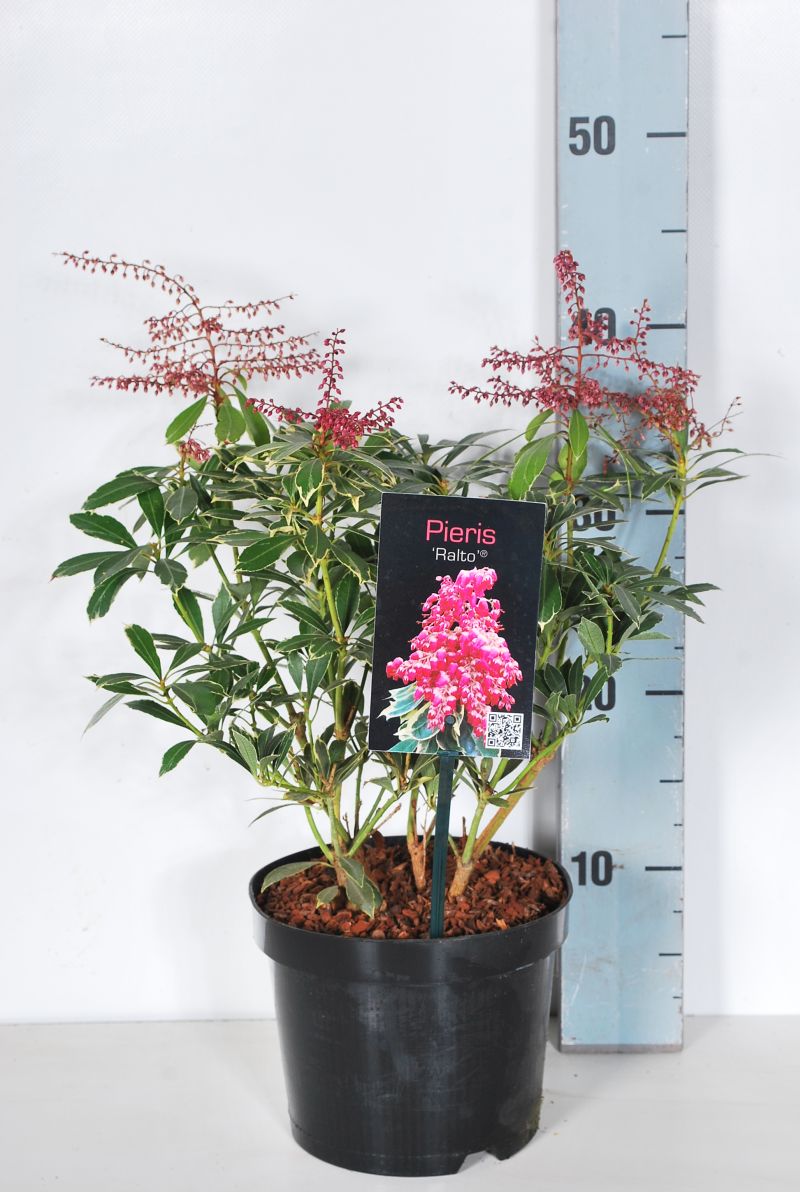 Pieris japonica &