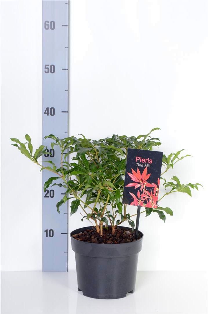 Pieris japonica &