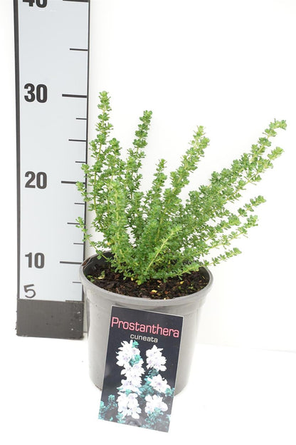 Prostanthera cuneata C1,5 (1,5 liters kruka) 15-20 cm