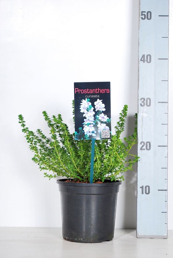 TW-2784661
