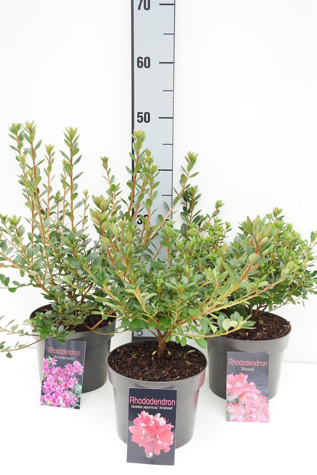 Rododendron (AJ) in cultivars - C2/P17 20-25 CM