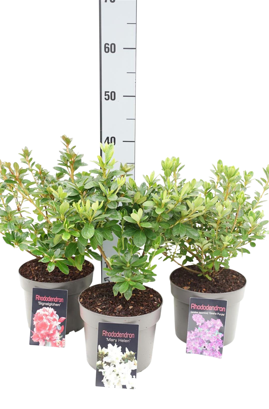 Rododendron (AJ) in cultivars - C2/P17 20/+ CM