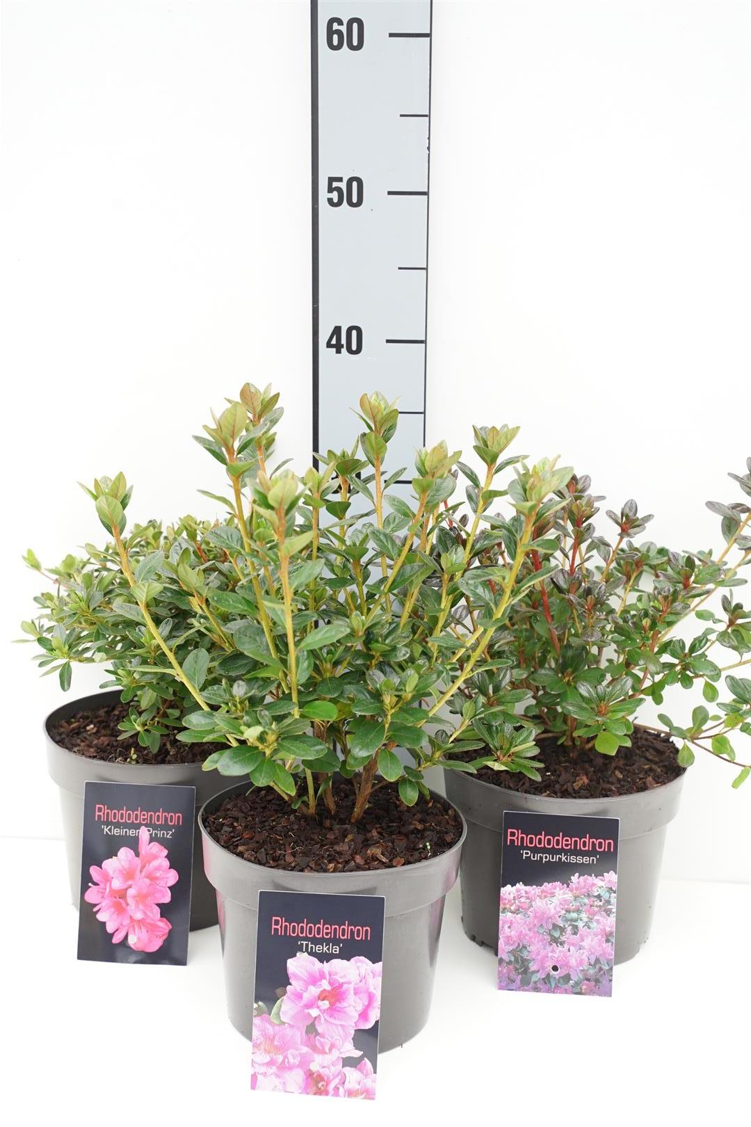 Rhododendron (AJ) i sorter C10 (10 liters kruka) 50-70 cm
