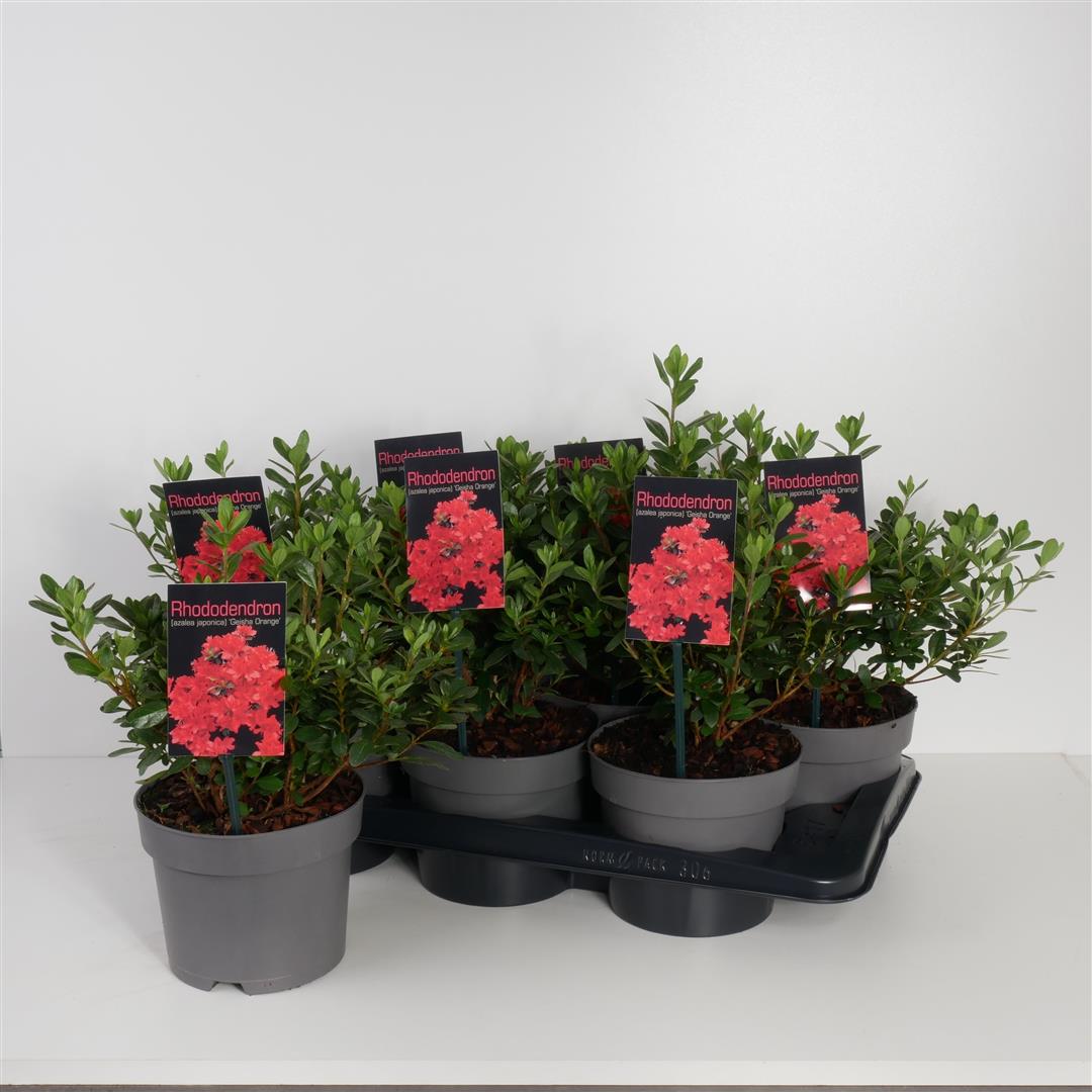 Rododendron (AJ) &