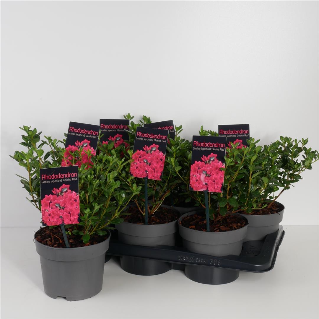 Rododendron (AJ) &