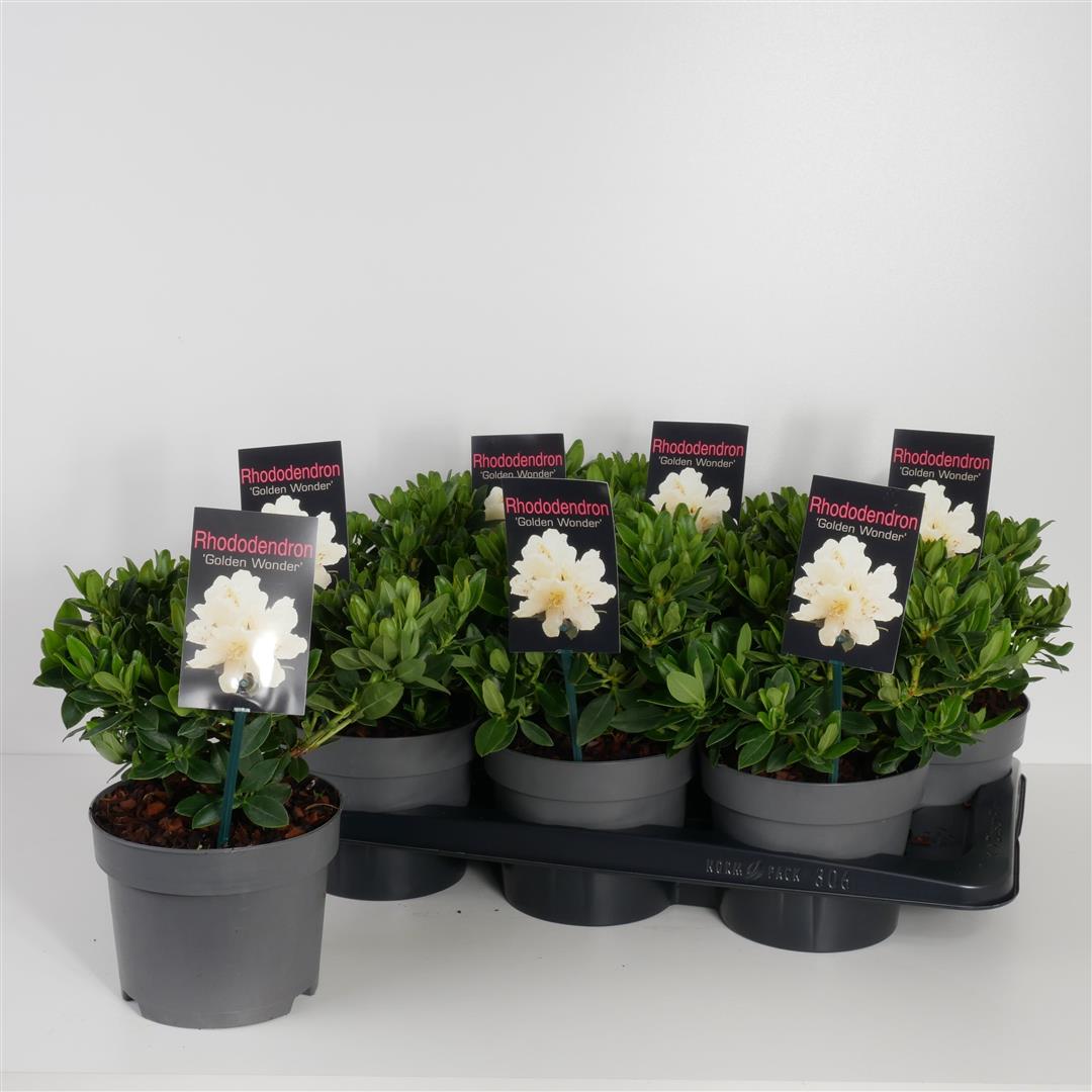 Rhododendron &