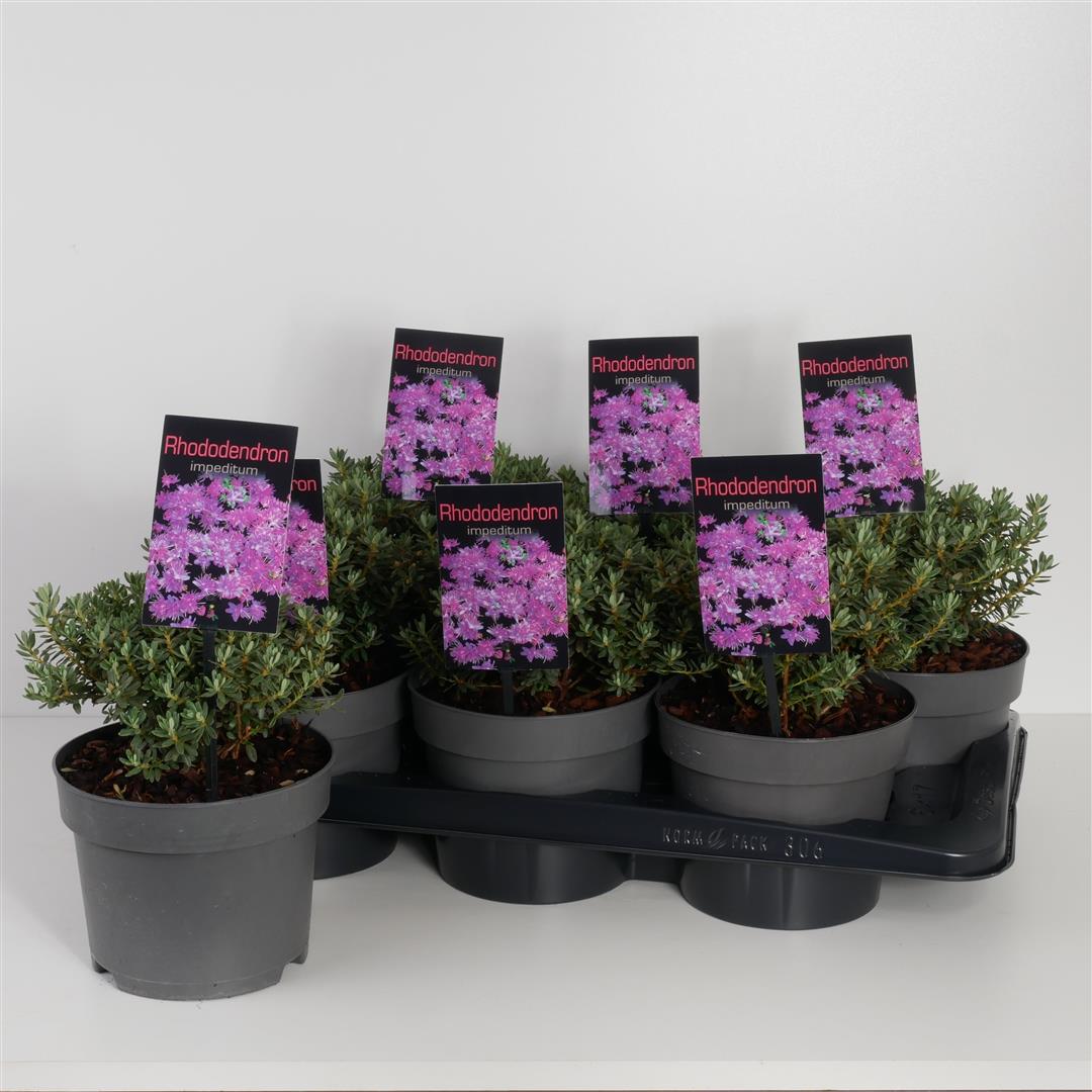 Rhododendron impeditum C2 (2 liters kruka) 20-25 cm