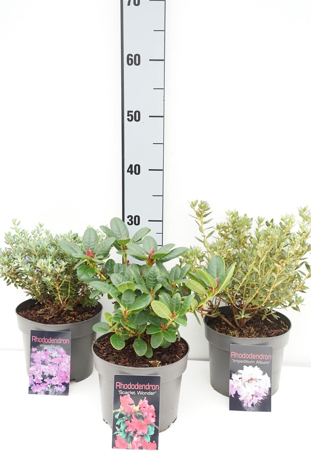 Rododendron in cultivars - C2/P17 25/+ CM
